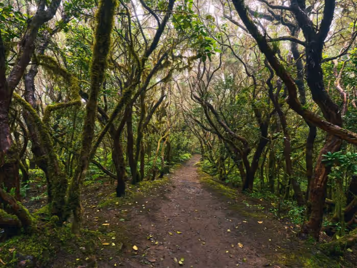 Bernard Mountain Trail
